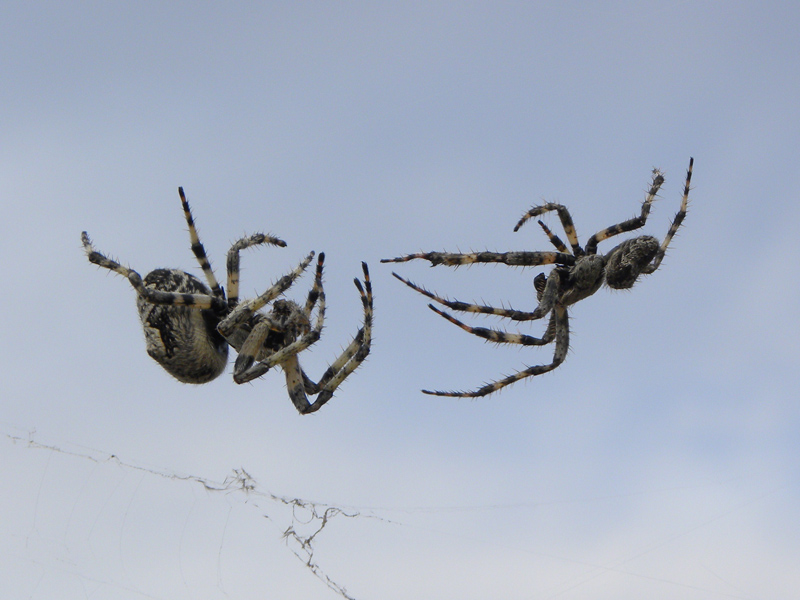 Araneus sp.: corteggiamento